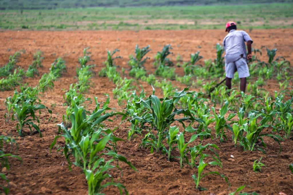 AgriculturaPotiguar (CanindeSoares).jpg