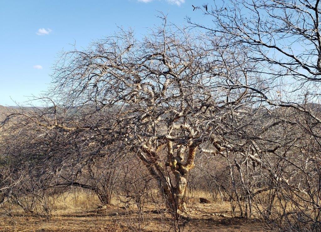 BiomaCaatinga_GustavoNobre.jpg